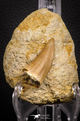07696 - Top Rare Mosasaurus baugei 1.65 Inch Tooth in Matrix Late Cretaceous
