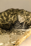 30758 - Nicely Prepared 1.15 Inch Cyphaspis (Otarion) cf. boutscharafinense Devonian Trilobite