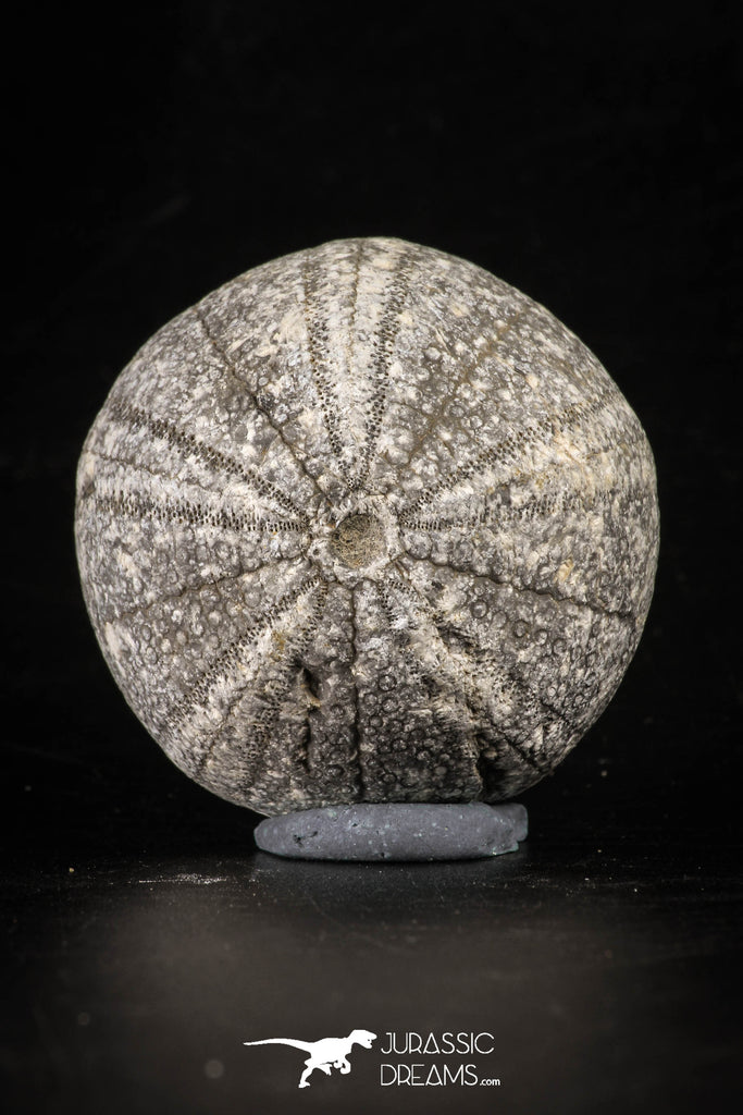 88256 - Top Quality 1.72 Inch Eucosmus caraboeufi (Sea Urchin) Middle Jurassic