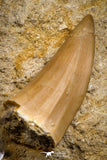 07696 - Top Rare Mosasaurus baugei 1.65 Inch Tooth in Matrix Late Cretaceous