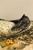 30758 - Nicely Prepared 1.15 Inch Cyphaspis (Otarion) cf. boutscharafinense Devonian Trilobite
