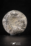 88256 - Top Quality 1.72 Inch Eucosmus caraboeufi (Sea Urchin) Middle Jurassic