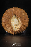 88257 - Top Quality 2.13 Inch Tetragramma marticense (Sea Urchin) Cretaceous