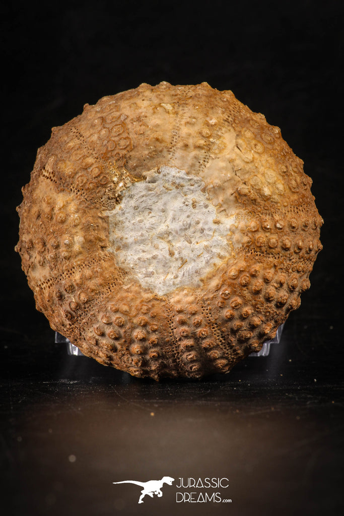 88257 - Top Quality 2.13 Inch Tetragramma marticense (Sea Urchin) Cretaceous