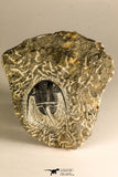 30759 - Top Quality 1.33 Inch Cyphaspis (Otarion) cf. boutscharafinense Devonian Trilobite