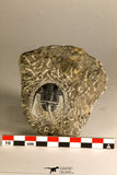 30759 - Top Quality 1.33 Inch Cyphaspis (Otarion) cf. boutscharafinense Devonian Trilobite