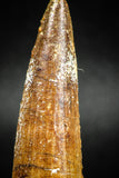 05040 -  Well Preserved 2.70 Inch Spinosaurus Dinosaur Tooth Cretaceous