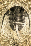 30759 - Top Quality 1.33 Inch Cyphaspis (Otarion) cf. boutscharafinense Devonian Trilobite