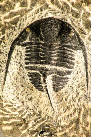 30759 - Top Quality 1.33 Inch Cyphaspis (Otarion) cf. boutscharafinense Devonian Trilobite
