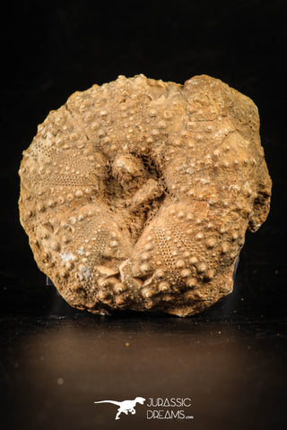 88258 - Top Quality 2.28 Inch Tetragramma marticense (Sea Urchin) Cretaceous