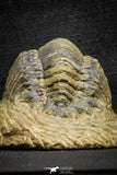 22046 - Nicely Preserved 3.40 Inch Crotalocephalina (Crotalocephalus) gibbus Lower Devonian Trilobite