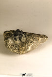 30759 - Top Quality 1.33 Inch Cyphaspis (Otarion) cf. boutscharafinense Devonian Trilobite
