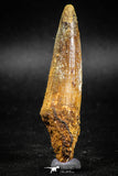 05040 -  Well Preserved 2.70 Inch Spinosaurus Dinosaur Tooth Cretaceous