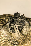 30759 - Top Quality 1.33 Inch Cyphaspis (Otarion) cf. boutscharafinense Devonian Trilobite