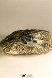 30759 - Top Quality 1.33 Inch Cyphaspis (Otarion) cf. boutscharafinense Devonian Trilobite
