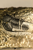 30759 - Top Quality 1.33 Inch Cyphaspis (Otarion) cf. boutscharafinense Devonian Trilobite