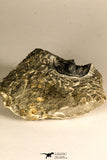 30759 - Top Quality 1.33 Inch Cyphaspis (Otarion) cf. boutscharafinense Devonian Trilobite