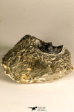30759 - Top Quality 1.33 Inch Cyphaspis (Otarion) cf. boutscharafinense Devonian Trilobite