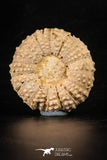 88260 - Top Quality 1.99 Inch Tetragramma marticense (Sea Urchin) Cretaceous