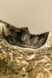 30759 - Top Quality 1.33 Inch Cyphaspis (Otarion) cf. boutscharafinense Devonian Trilobite