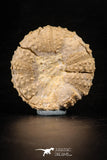 88260 - Top Quality 1.99 Inch Tetragramma marticense (Sea Urchin) Cretaceous