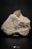 07828 - Well Preserved 0.72 Inch Globidens phosphaticus (Mosasaur) Tooth on Matrix Cretaceous