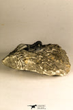 30759 - Top Quality 1.33 Inch Cyphaspis (Otarion) cf. boutscharafinense Devonian Trilobite