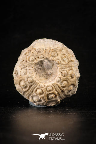 88261 - Top Quality 1.45 Inch Goniopygus menardi (Sea Urchin) Upper Cretaceous