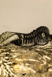 30759 - Top Quality 1.33 Inch Cyphaspis (Otarion) cf. boutscharafinense Devonian Trilobite