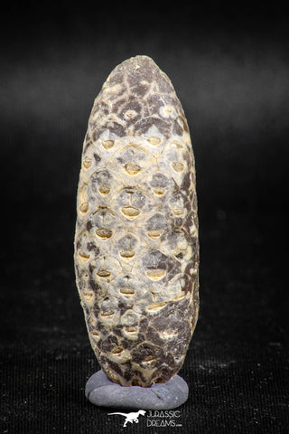 05042- Top Rare 2.03 Inch Fossilized Silicified Pine Cone EQUICALASTROBUS Eocene Sahara Desert