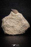 07828 - Well Preserved 0.72 Inch Globidens phosphaticus (Mosasaur) Tooth on Matrix Cretaceous