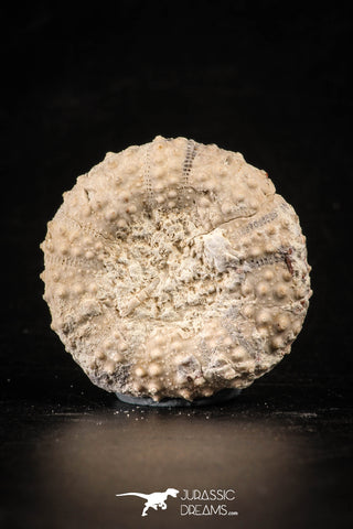 88262 - Top Quality 1.41 Inch Tetragramma marticense (Sea Urchin) Cretaceous