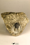 30760 - Beautiful 1.12 Inch Cyphaspis (Otarion) cf. boutscharafinense Devonian Trilobite