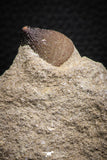 07828 - Well Preserved 0.72 Inch Globidens phosphaticus (Mosasaur) Tooth on Matrix Cretaceous