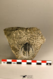 30760 - Beautiful 1.12 Inch Cyphaspis (Otarion) cf. boutscharafinense Devonian Trilobite