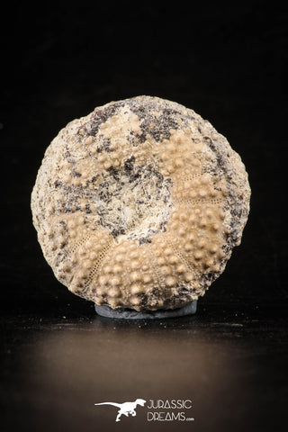 88263 - Top Quality 1.59 Inch Tetragramma marticense (Sea Urchin) Cretaceous