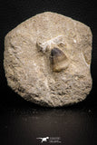 07829 - Well Preserved 0.81 Inch Globidens phosphaticus (Mosasaur) Tooth on Matrix Cretaceous