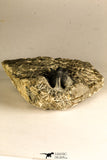 30760 - Beautiful 1.12 Inch Cyphaspis (Otarion) cf. boutscharafinense Devonian Trilobite