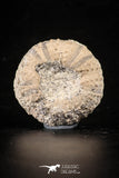 88263 - Top Quality 1.59 Inch Tetragramma marticense (Sea Urchin) Cretaceous