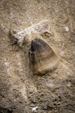 07829 - Well Preserved 0.81 Inch Globidens phosphaticus (Mosasaur) Tooth on Matrix Cretaceous