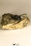 30760 - Beautiful 1.12 Inch Cyphaspis (Otarion) cf. boutscharafinense Devonian Trilobite