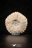 88264 - Top Quality 1.49 Inch Tetragramma marticense (Sea Urchin) Cretaceous