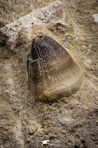 07829 - Well Preserved 0.81 Inch Globidens phosphaticus (Mosasaur) Tooth on Matrix Cretaceous