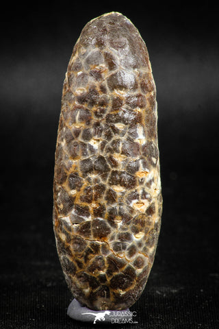 05043- Top Rare 2.35 Inch Fossilized Silicified Pine Cone EQUICALASTROBUS Eocene Sahara Desert