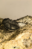 30760 - Beautiful 1.12 Inch Cyphaspis (Otarion) cf. boutscharafinense Devonian Trilobite