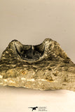 30760 - Beautiful 1.12 Inch Cyphaspis (Otarion) cf. boutscharafinense Devonian Trilobite
