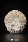 88265 - Top Quality 1.35 Inch Tetragramma marticense (Sea Urchin) Cretaceous