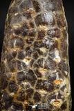 05043- Top Rare 2.35 Inch Fossilized Silicified Pine Cone EQUICALASTROBUS Eocene Sahara Desert