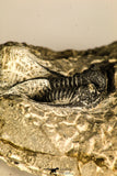 30760 - Beautiful 1.12 Inch Cyphaspis (Otarion) cf. boutscharafinense Devonian Trilobite