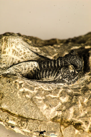 30760 - Beautiful 1.12 Inch Cyphaspis (Otarion) cf. boutscharafinense Devonian Trilobite